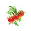 GRD041 Click and Grow Tomato starter kit5