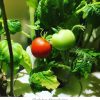 GRD041 Click and Grow Tomato starter kit4 at-ohheythereblog